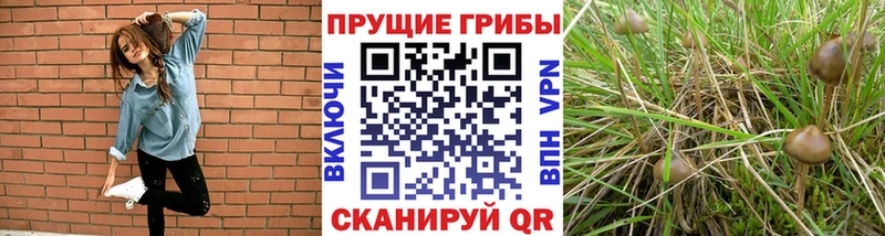 Псилоцибиновые грибы Psilocybine cubensis Юрьев-Польский